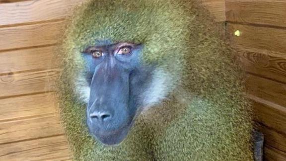 В зоопарке Ставрополя живёт павиан Фёдор