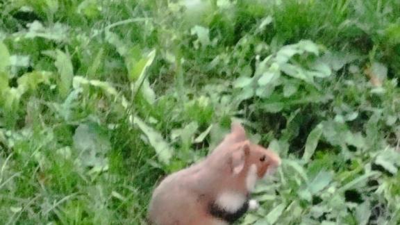 Парк в Предгорном округе Ставрополья привлекает туристов благодаря хомякам