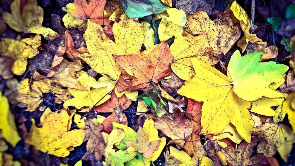 МинЖКХ Ставрополья: Ситуация со стихийными свалками в Минеральных Водах на контроле