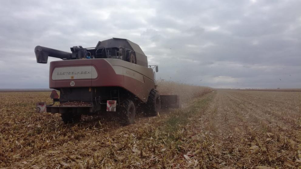 Аграрии Ставрополья приступили к уборке кукурузы
