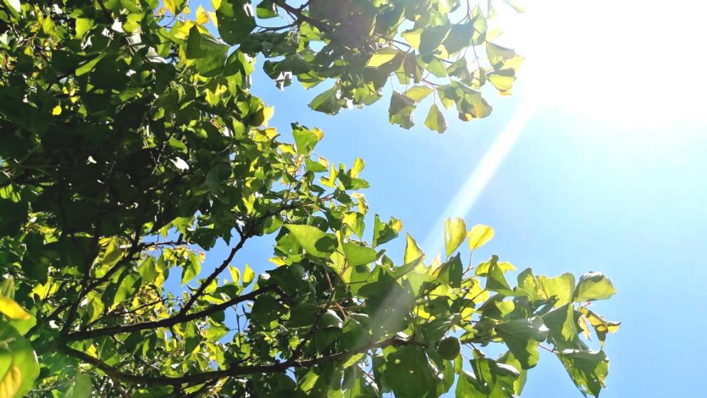 На Ставрополье пришла жара