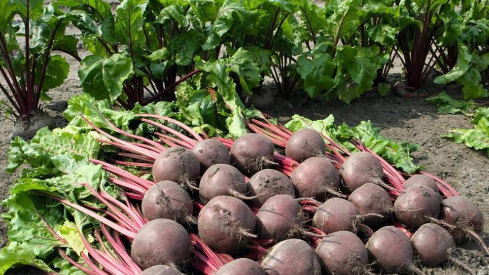 Ставропольским аграриям осталось убрать 7 процентов площади зерновых