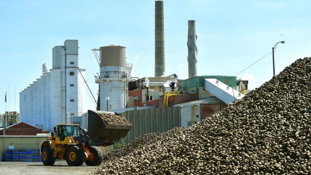 На Ставрополье приступили к переработке свёклы