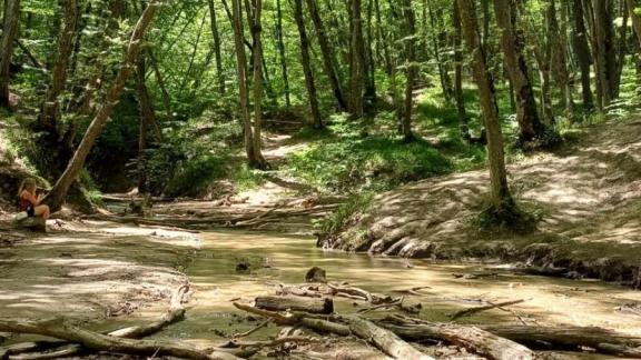 «Зеленый пояс» Ставрополя составляет около 4 тысяч гектаров