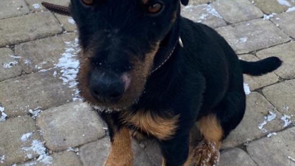 Ягдтерьер мэра Невинномысска стал многодетным папой