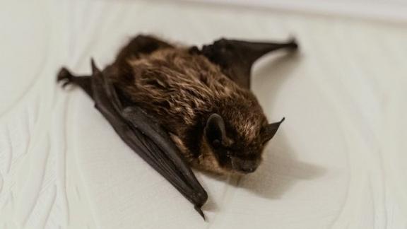 Ставропольцам рассказали, что делать, если в дом залетела летучая мышь