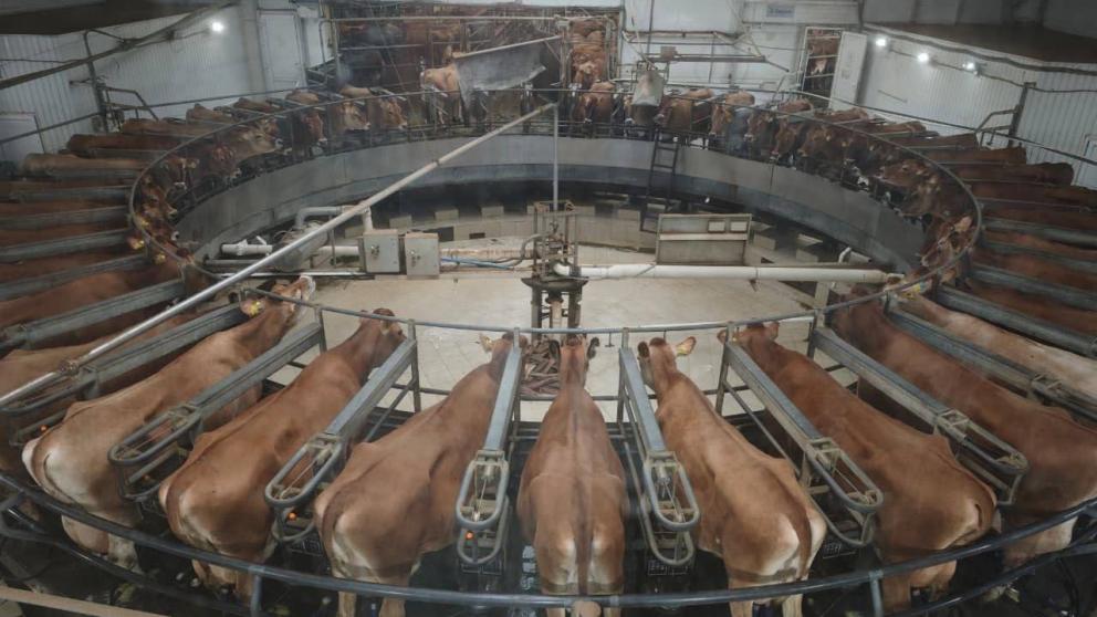 Производство молока выросло в Ставропольском крае