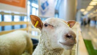 Крупный овцеводческий племенной комплекс откроют в Предгорном округе