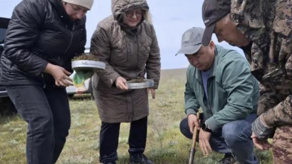 Из-за холодной зимы на Ставрополье погибло больше саранчовых, чем в предыдущие годы