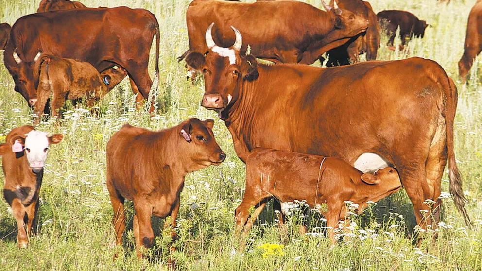 На Ставрополье увеличили штрафы за безнадзорное содержание сельскохозяйственных животных