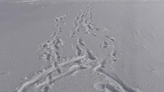 «Налетела зима, заметелила…»