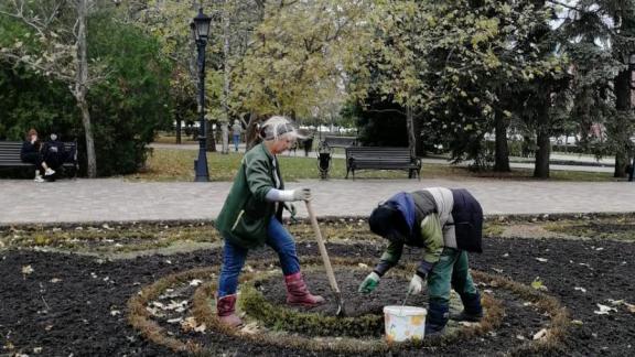 Клумбы Ставрополя засаживают розами и тюльпанами