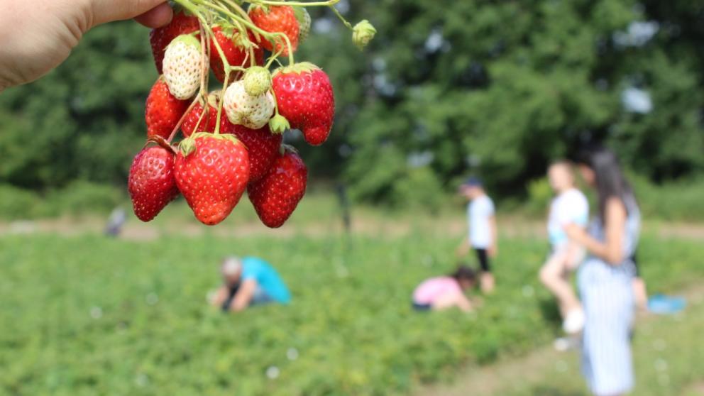 На Ставрополье завершается клубничный сезон