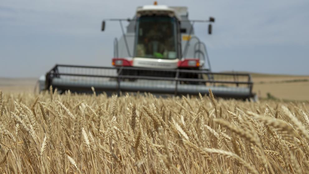 На Ставрополье ведётся работа по импортозамещению семенного материала