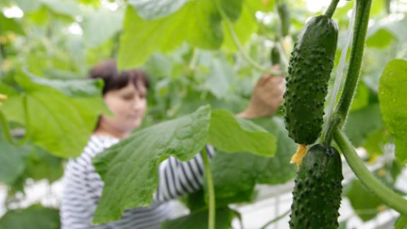 На Ставрополье скоро появится еще один крупный тепличный комплекс