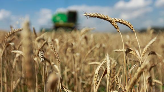 Страда идет: на Ставрополье обмолочено более 2000 га зерновых и зернобобовых