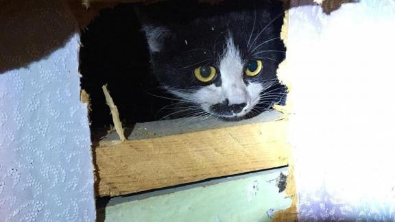 В ставропольском селе Красногвардейском вызволили кота из дымохода