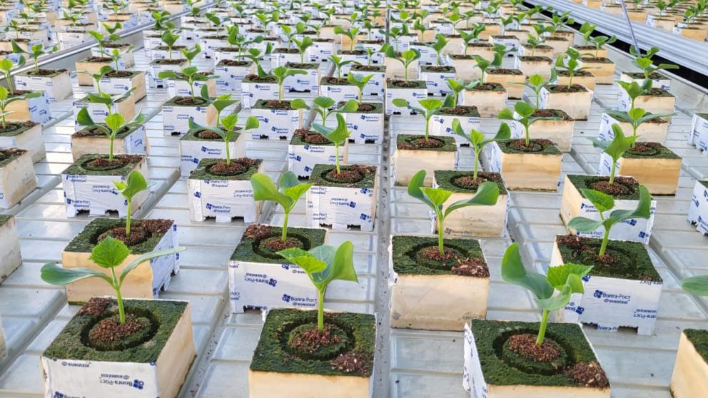 Аграрии Ставрополья завершают подготовку рассады овощей для высадки в грунт