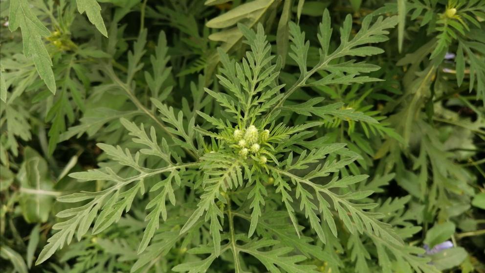 Глава Лермонтова рассказала о борьбе с амброзией