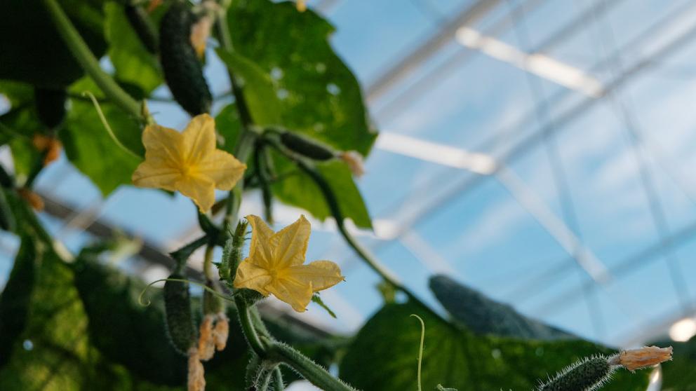 Сбор овощей в теплицах Ставрополья за 5 лет вырос вчетверо