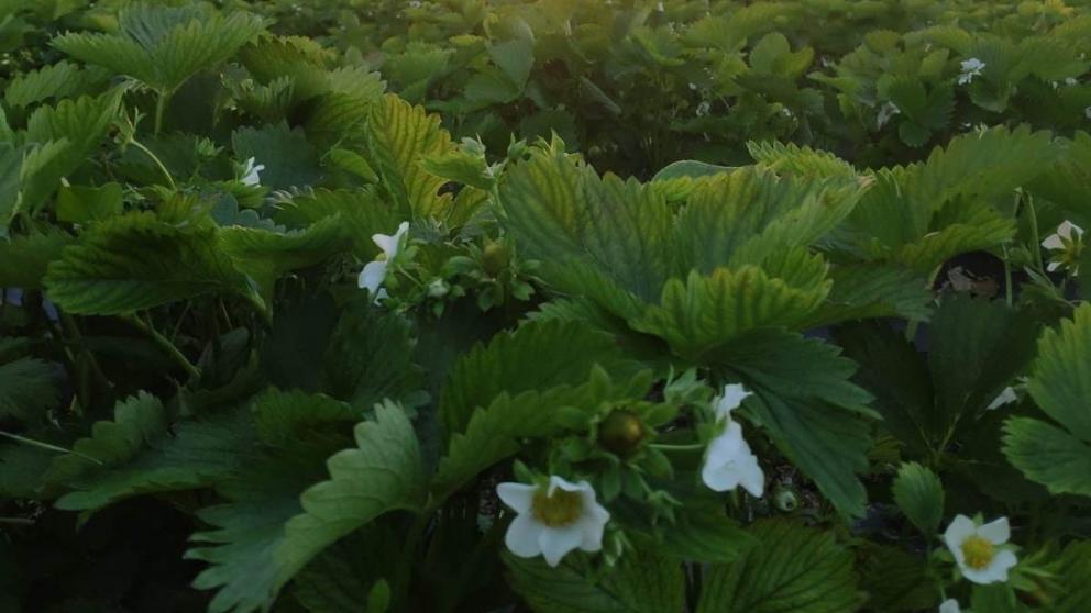 Ставропольские аграрии расширяют ягодные плантации