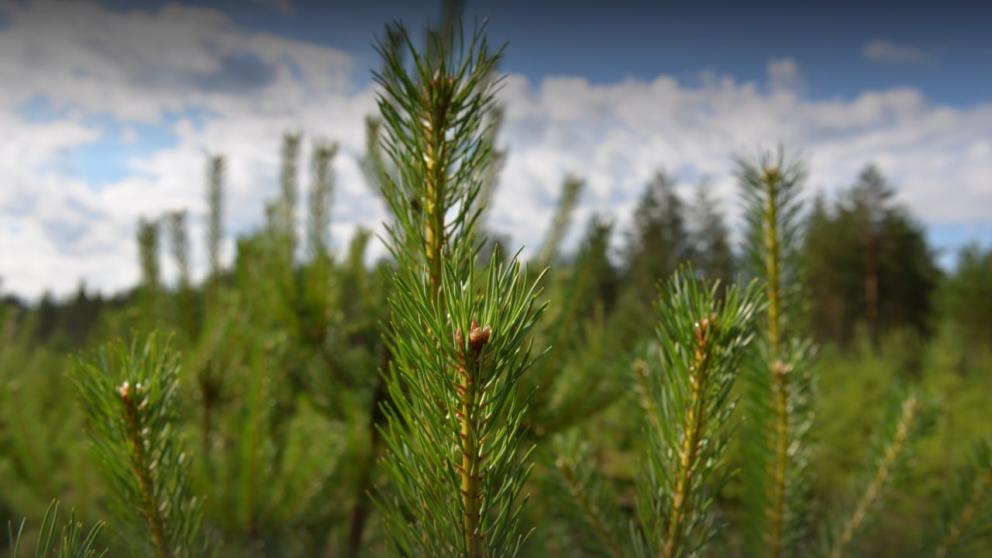 Ставрополье вошло в рейтинг Рослесхоза ведущих регионов России по сохранению лесов