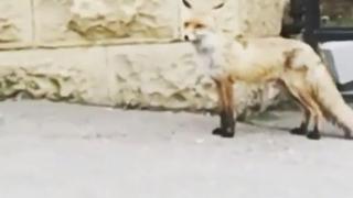 На улице Кисловодска очевидцы заметили лису