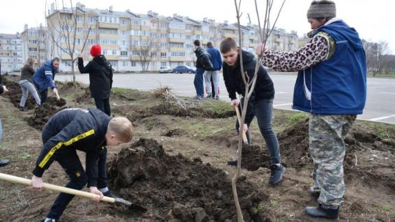 В Невинномысске школьники высадили деревья-катальпы