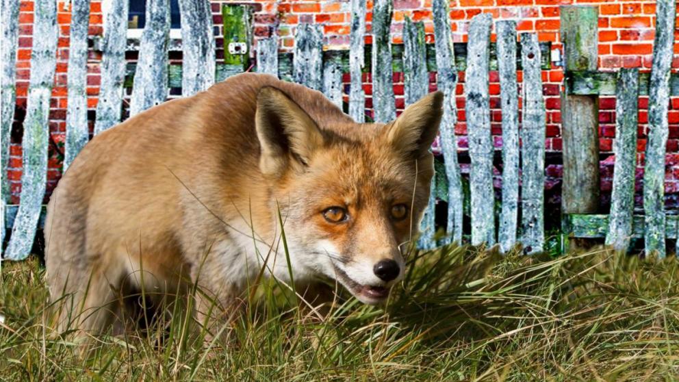 Лисицы терроризируют жителей Михайловска