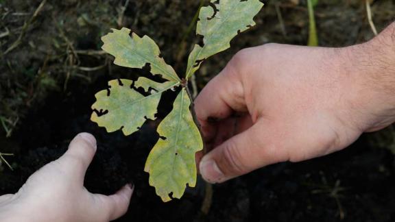 На Ставрополье началась высадка деревьев и кустарников