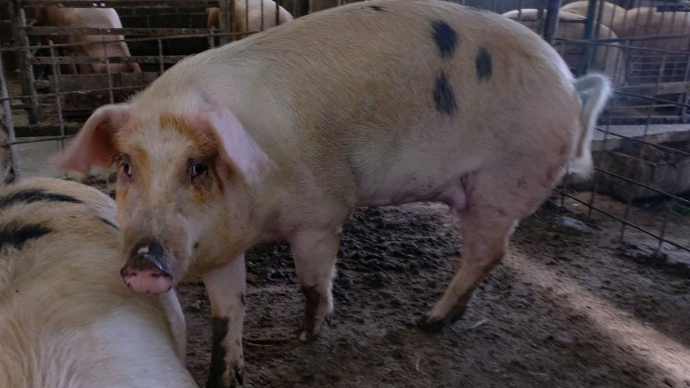 Соцконтракт на 17 поросят – отличная возможность для развития