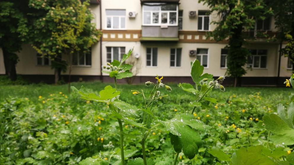 По поручению губернатора в Ставрополе проверят состояние газонов возле домов