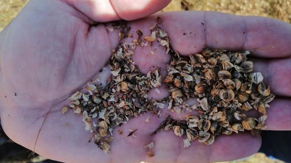 В Кочубеевском округе Ставрополья культивируют масличный лен