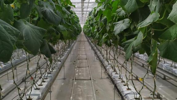 Огурцы и томаты в Предгорье планируют выращивать круглый год