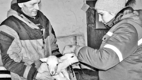 В Ипатовском районе у племзавода «Вторая Пятилетка» «горячая пора»