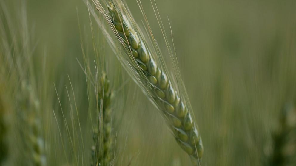 В Изобильненском округе Ставрополья активизировались мышевидные грызуны