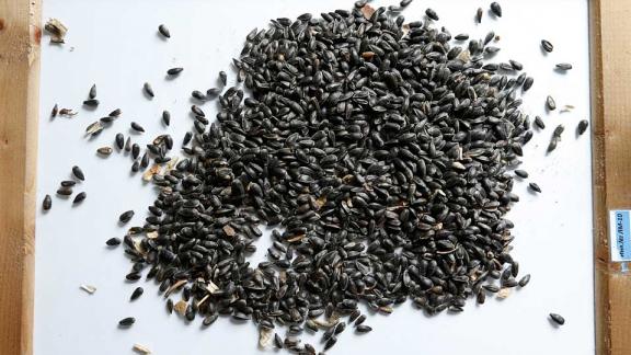 Ставропольские аграрии приступили к севу подсолнечника