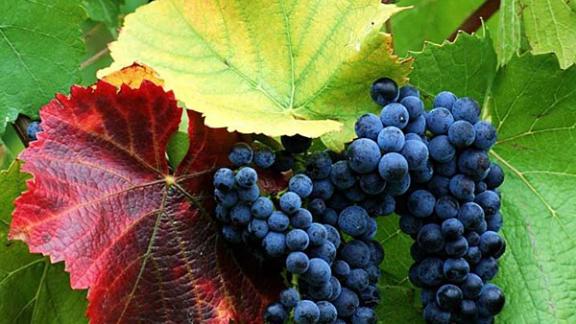 Несколько инвестпроектов в сфере виноградарства реализуется на Ставрополье