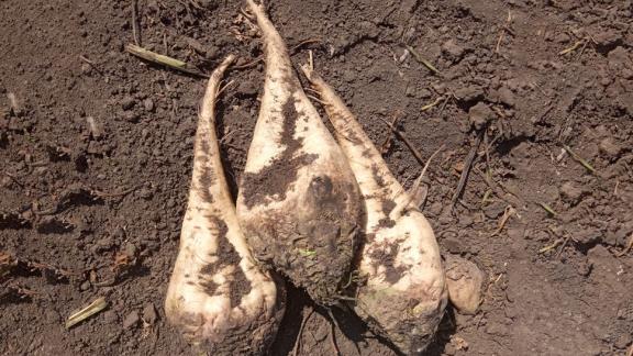 Ставрополье постепенно снижает зависимость агропрома от импортных семян