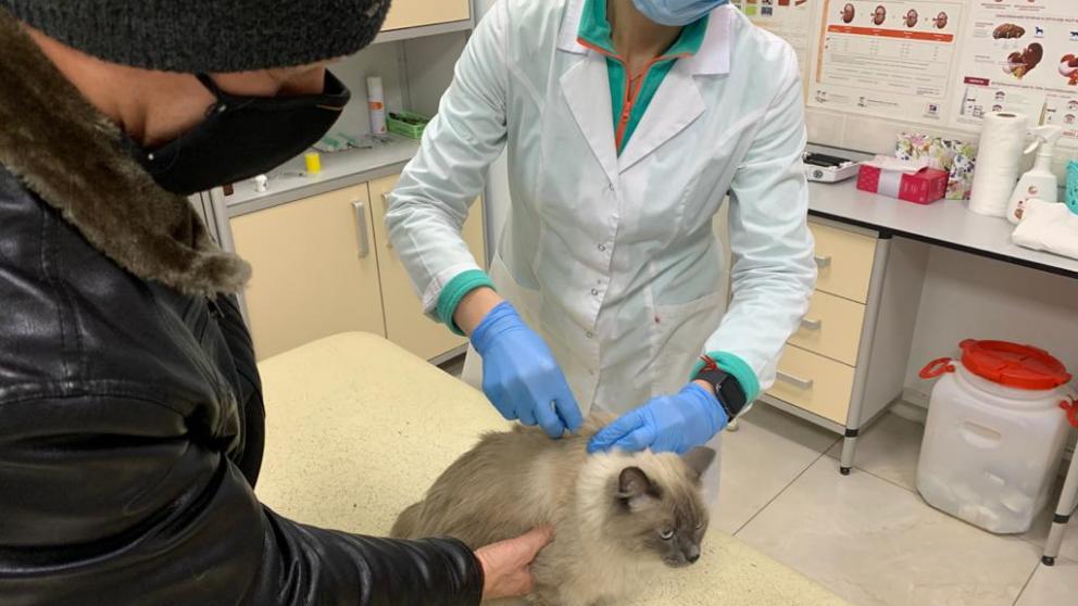 В Пятигорске за неделю привили от бешенства 42 собаки и 10 кошек