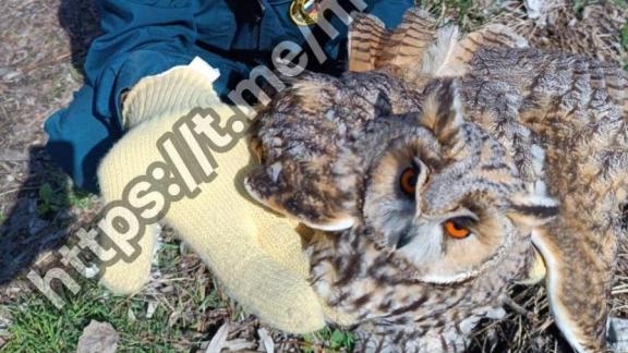 Краснокнижная ушастая сова поселилась в детском саду Невинномысска