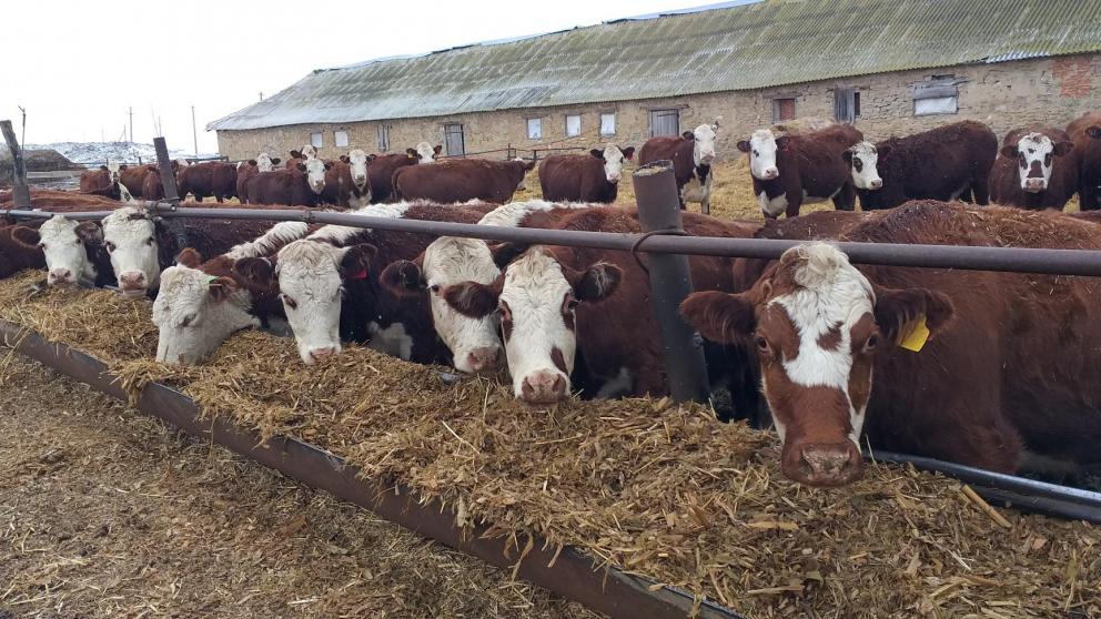 На Ставрополье успешно продолжается зимовка скота