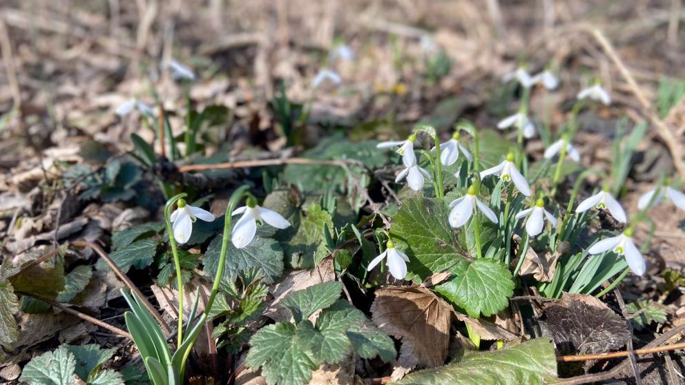 До 19 градусов тепла обещают в начале рабочей недели на Ставрополье