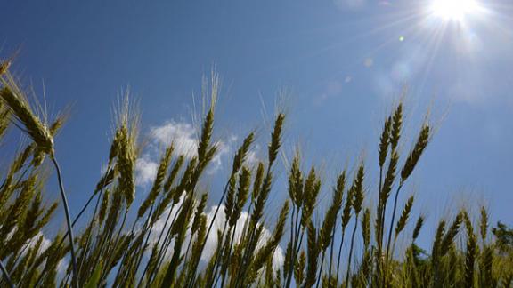 До начала жатвы на Ставрополье остались считанные дни