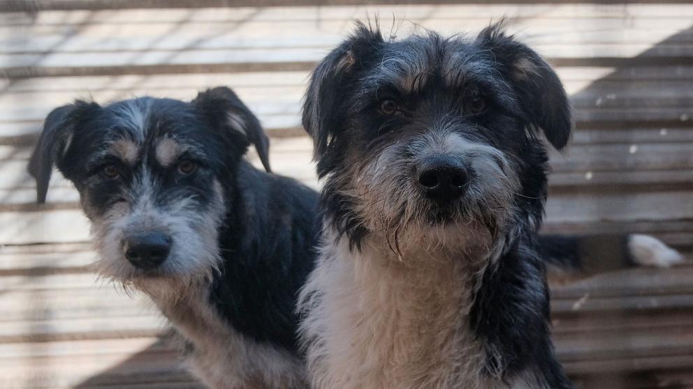 На Ставрополье продолжают искать пути решения проблемы безнадзорных животных