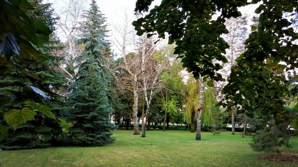 В Ставропольском крае расширяют площади лесных насаждений