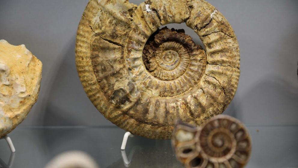 Ставропольские учёные отправятся в экспедицию на поиски древних китов