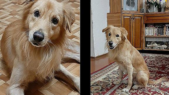 Ставропольский «Хатико» обрёл хозяина