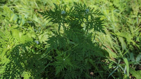 Почти 60 тысяч рублей заработали пятигорские волонтёры на амброзии