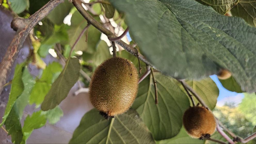 Выращивание киви успешно осваивают в Предгорном округе